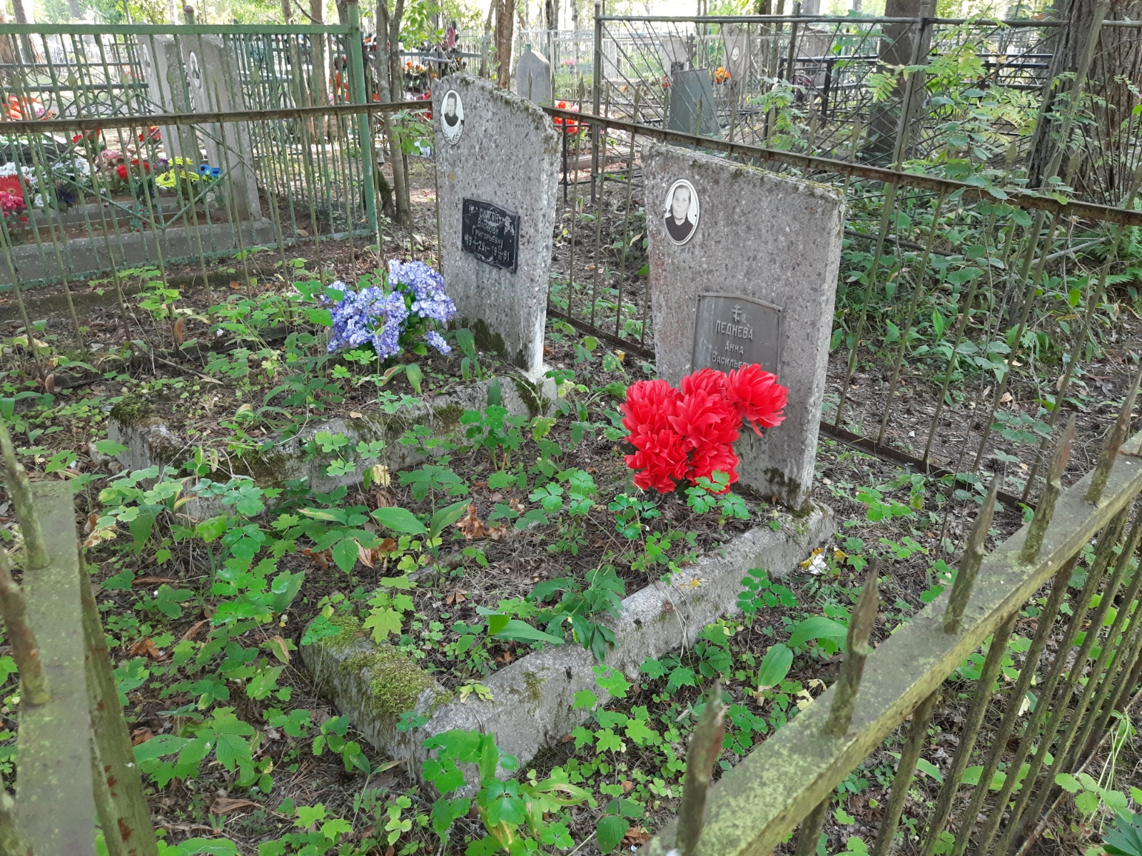 Леднева Анна Васильевна