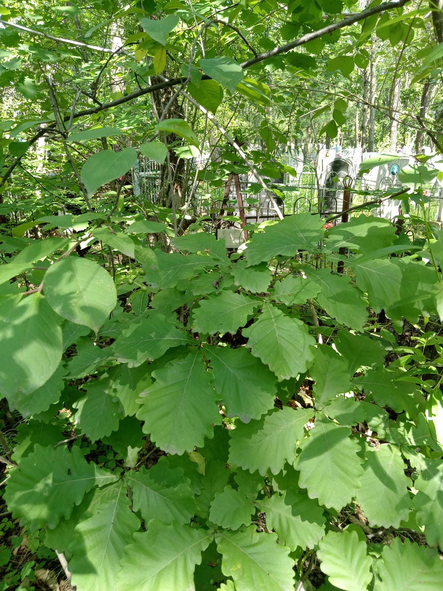 Роднев Виктор Степанович