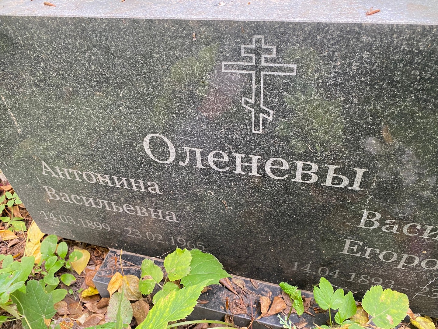 Оленева Антонина Васильевна