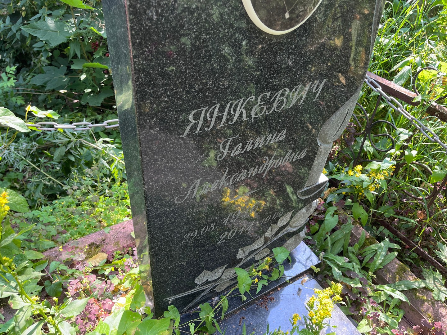 Янкевич