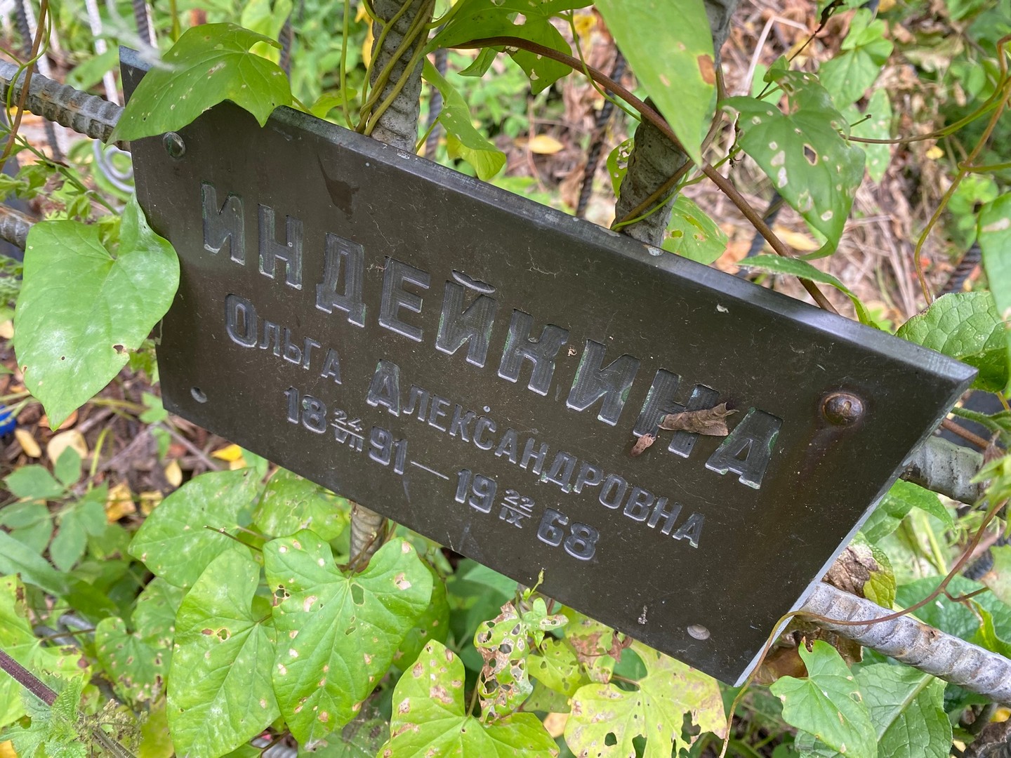 Индейкина