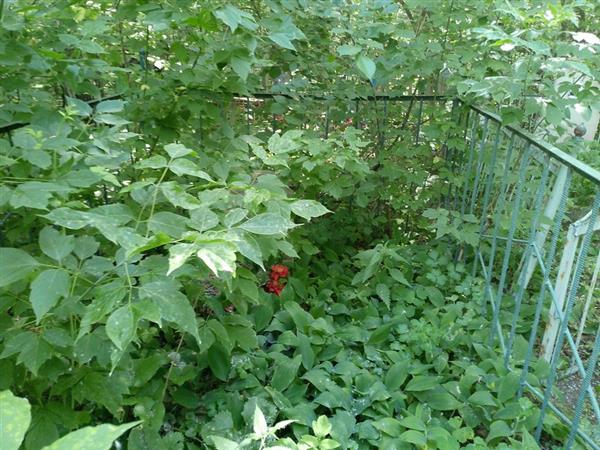 Бобовский Василий Григорьевич