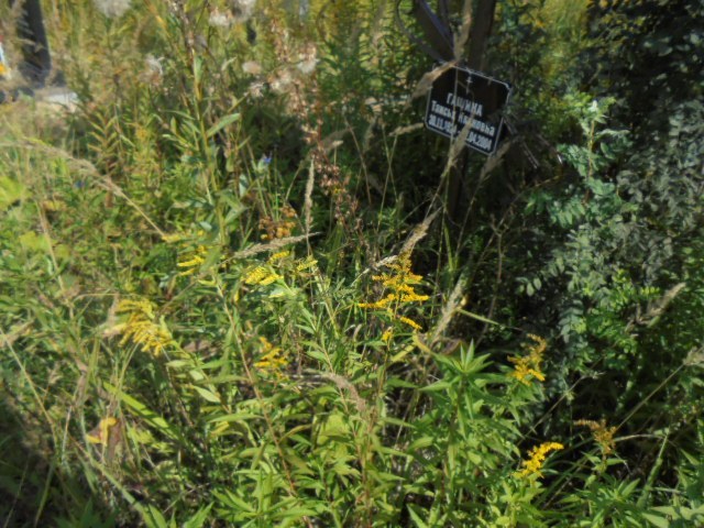 Гащина Таисья Ивановна