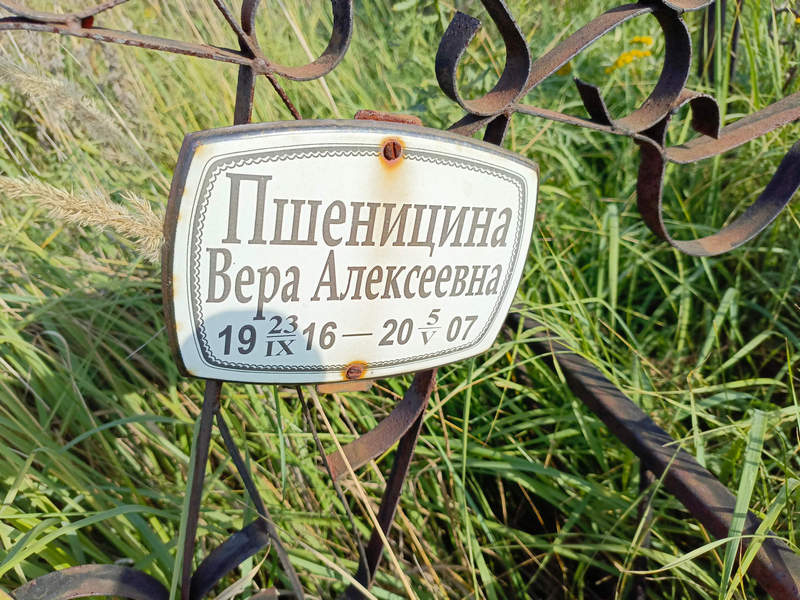 Пшеницина