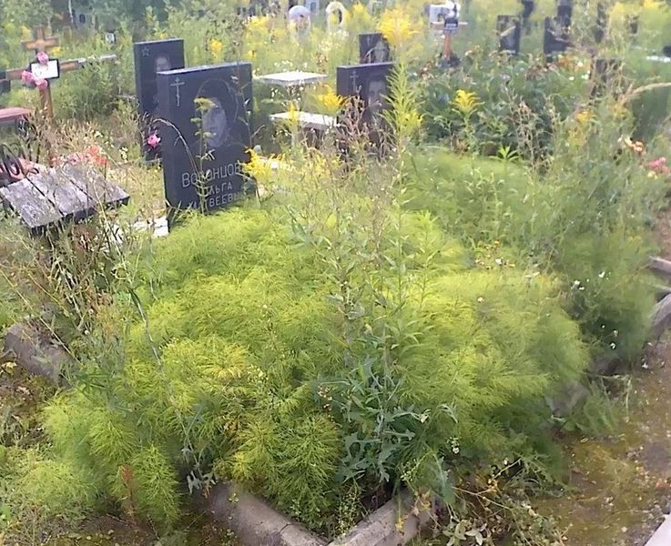 Воронцова Ольга Матвеевна