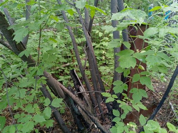 Перевозчикова Мария Пимоновна