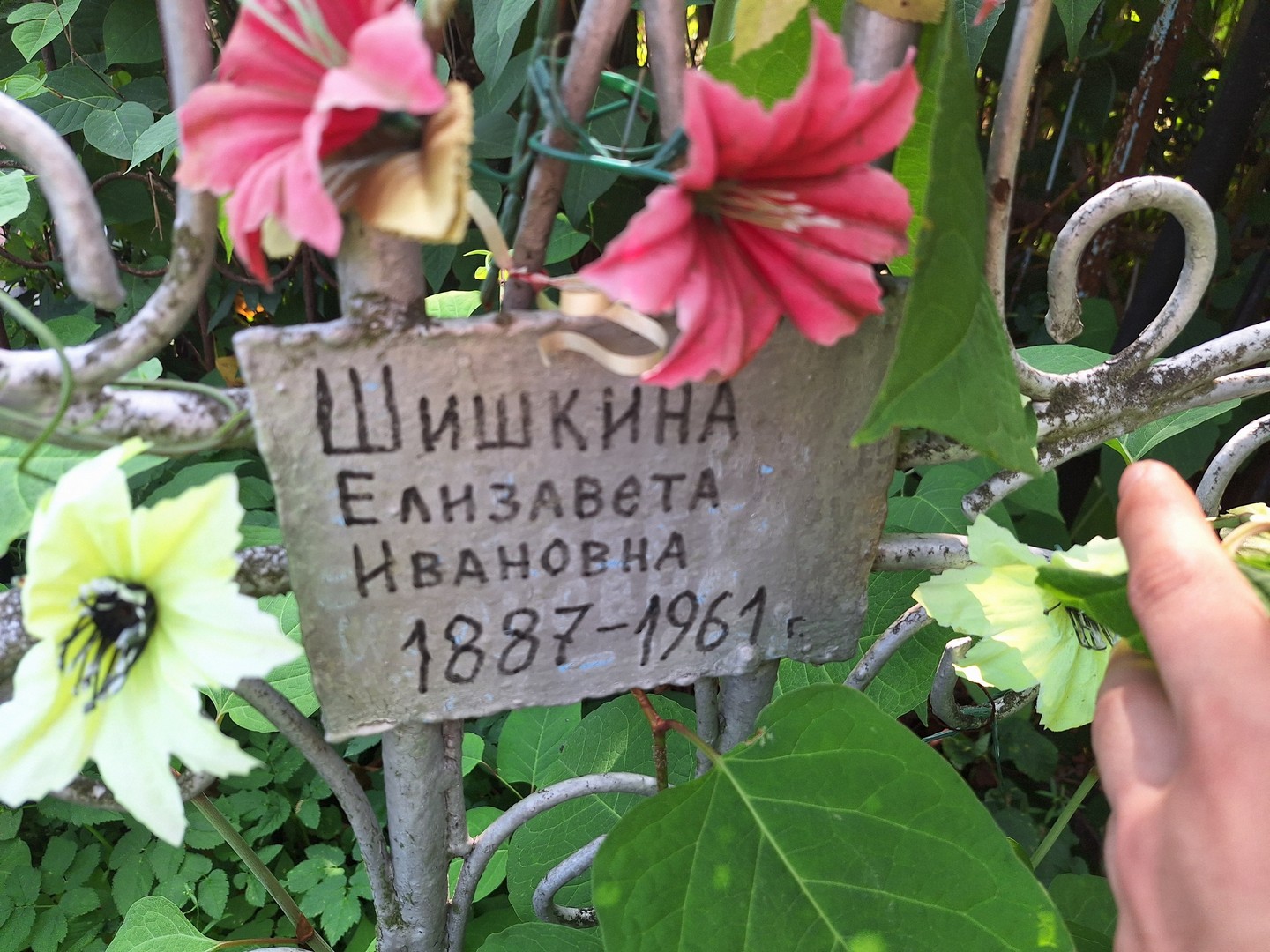 Шишкина