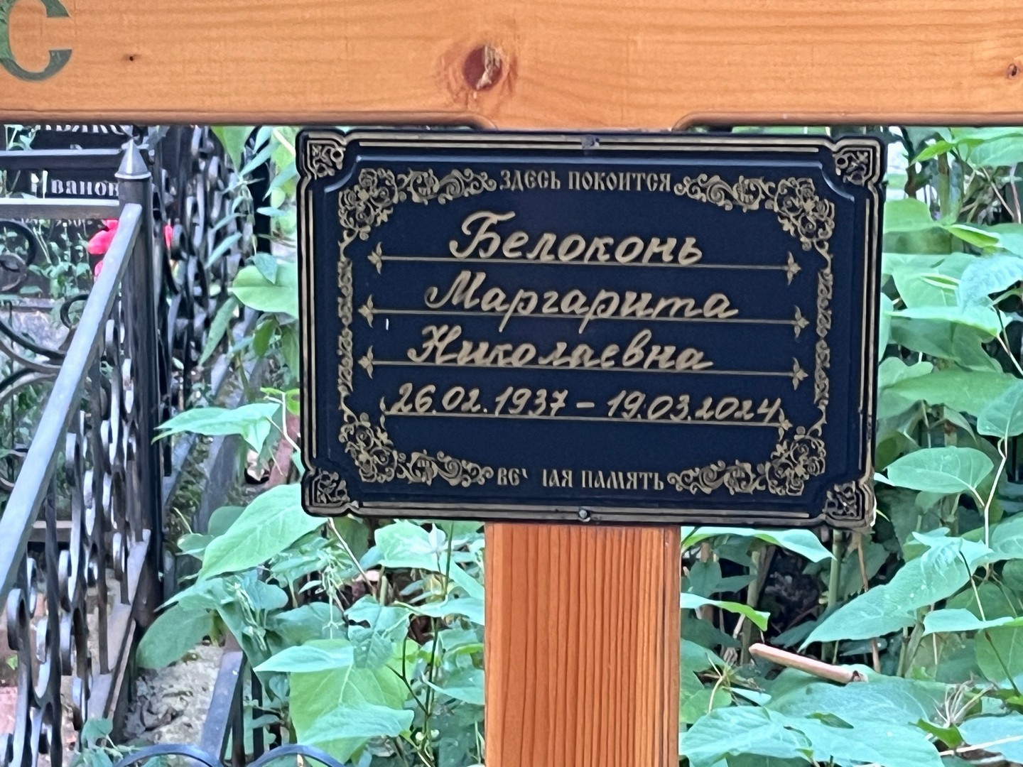 Белоконь