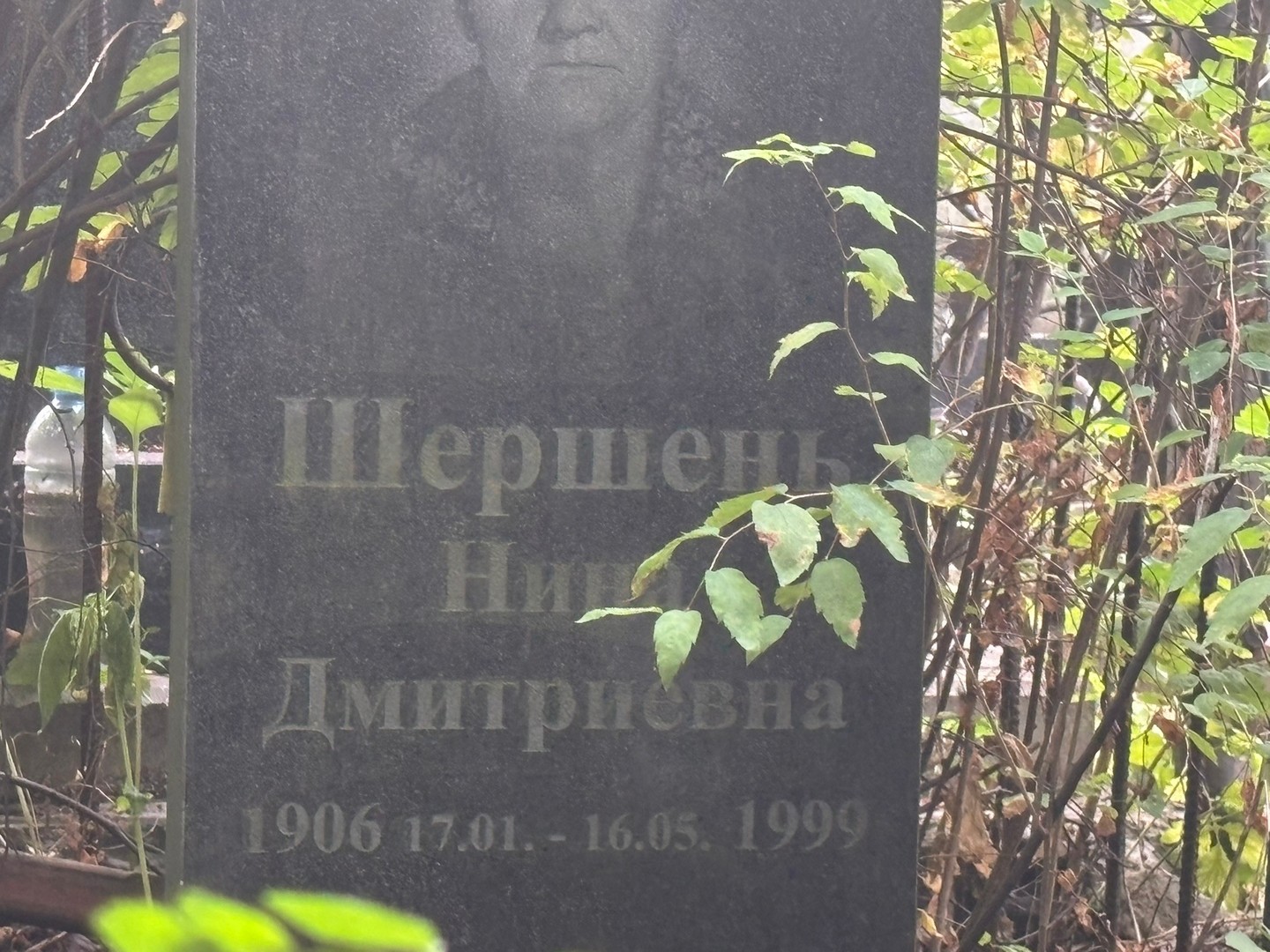 Шершень