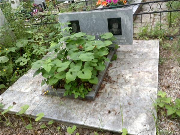 Прокопьева валентина Тимофеевна