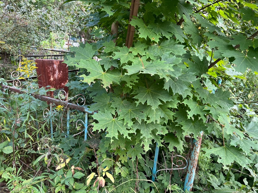 Трифонова Мария Васильевна