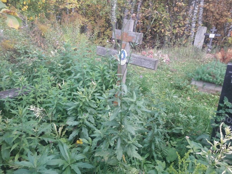 Воловецкая Надежда Петровна