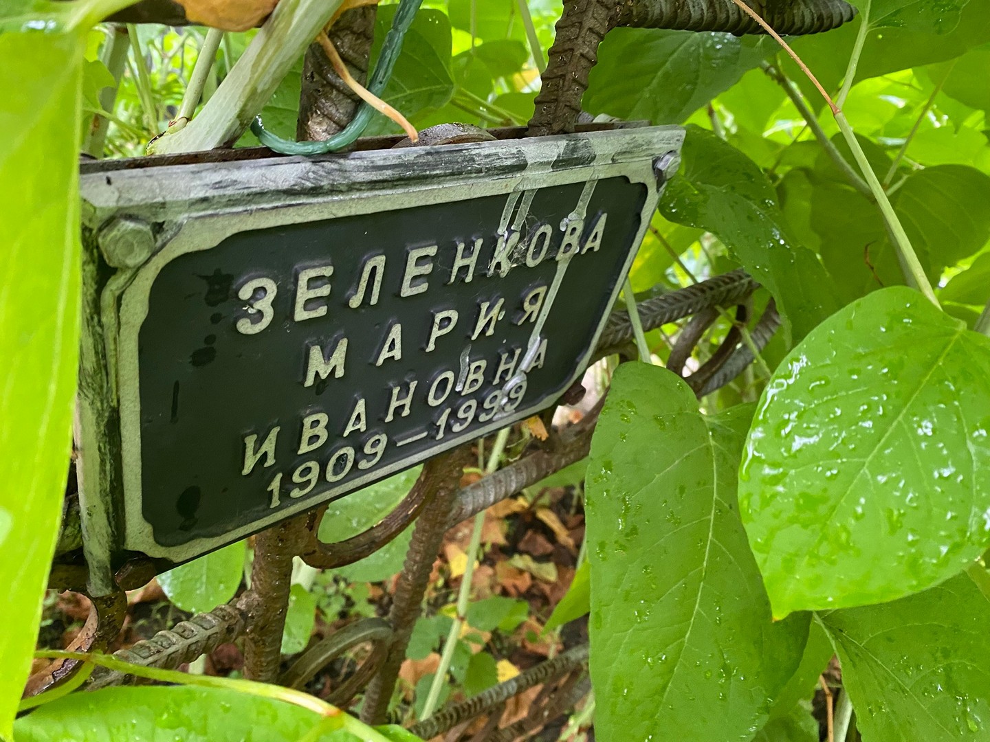 Зеленкова