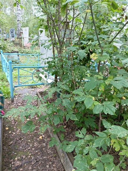 Смердова Надежда Петровна