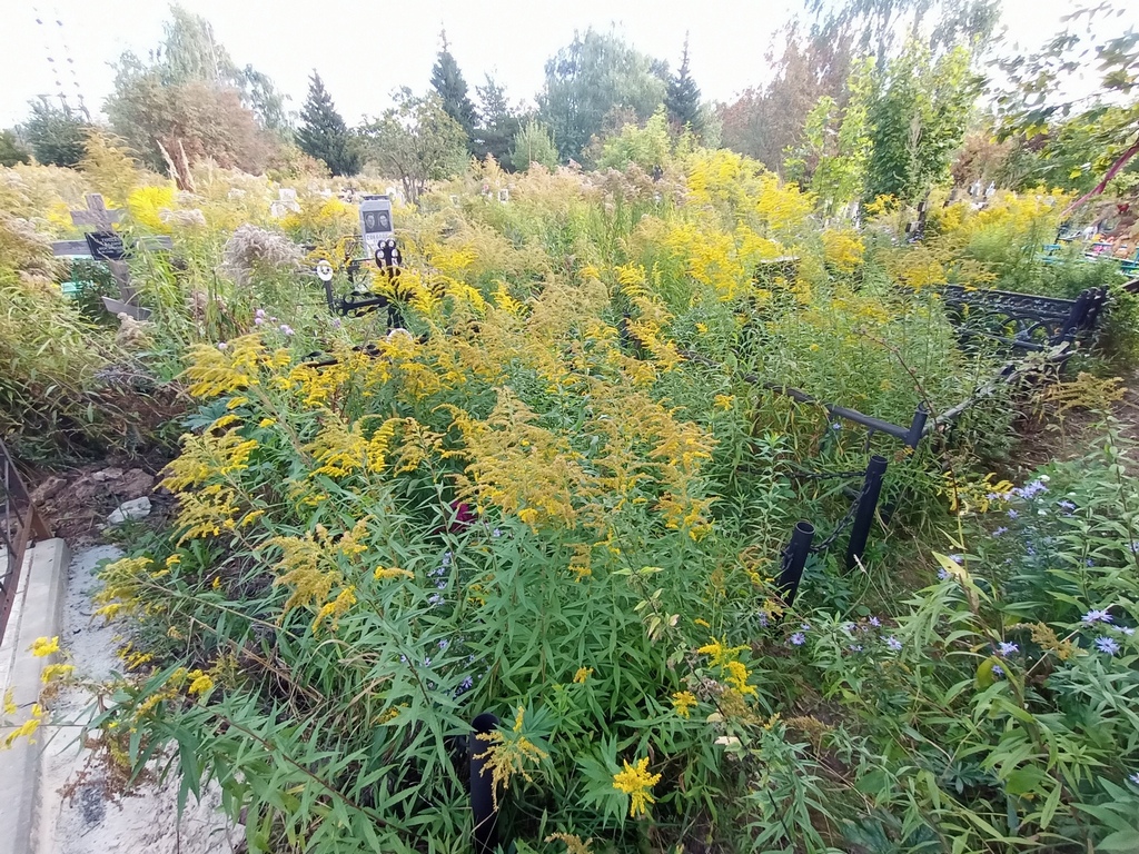 Шокурова Серафима Степановна