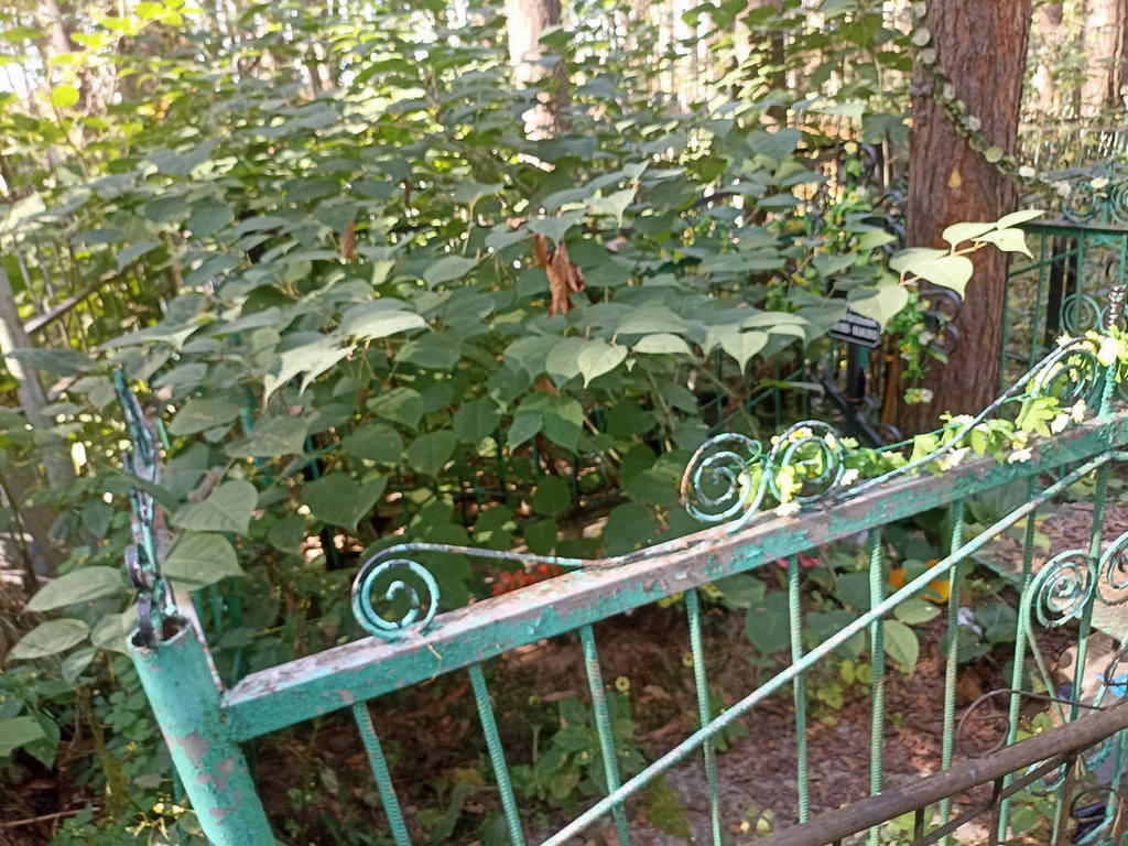 Коровин Николай Витальевич