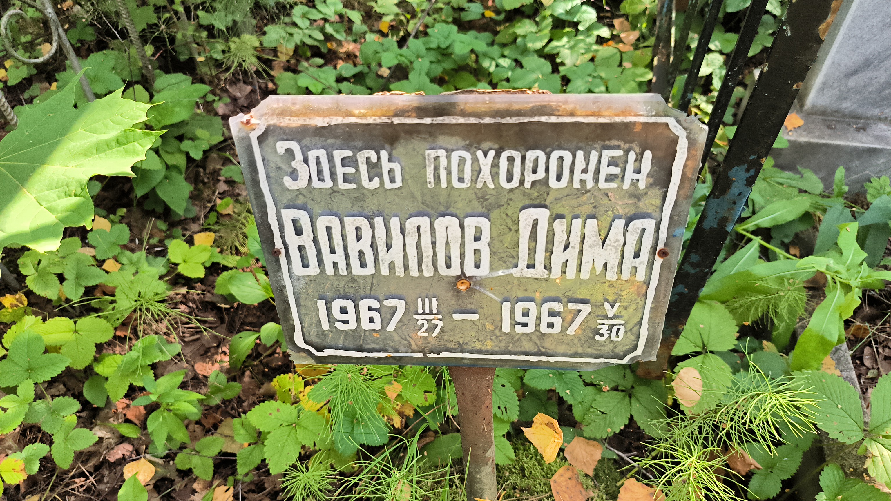 Вавилов Дима