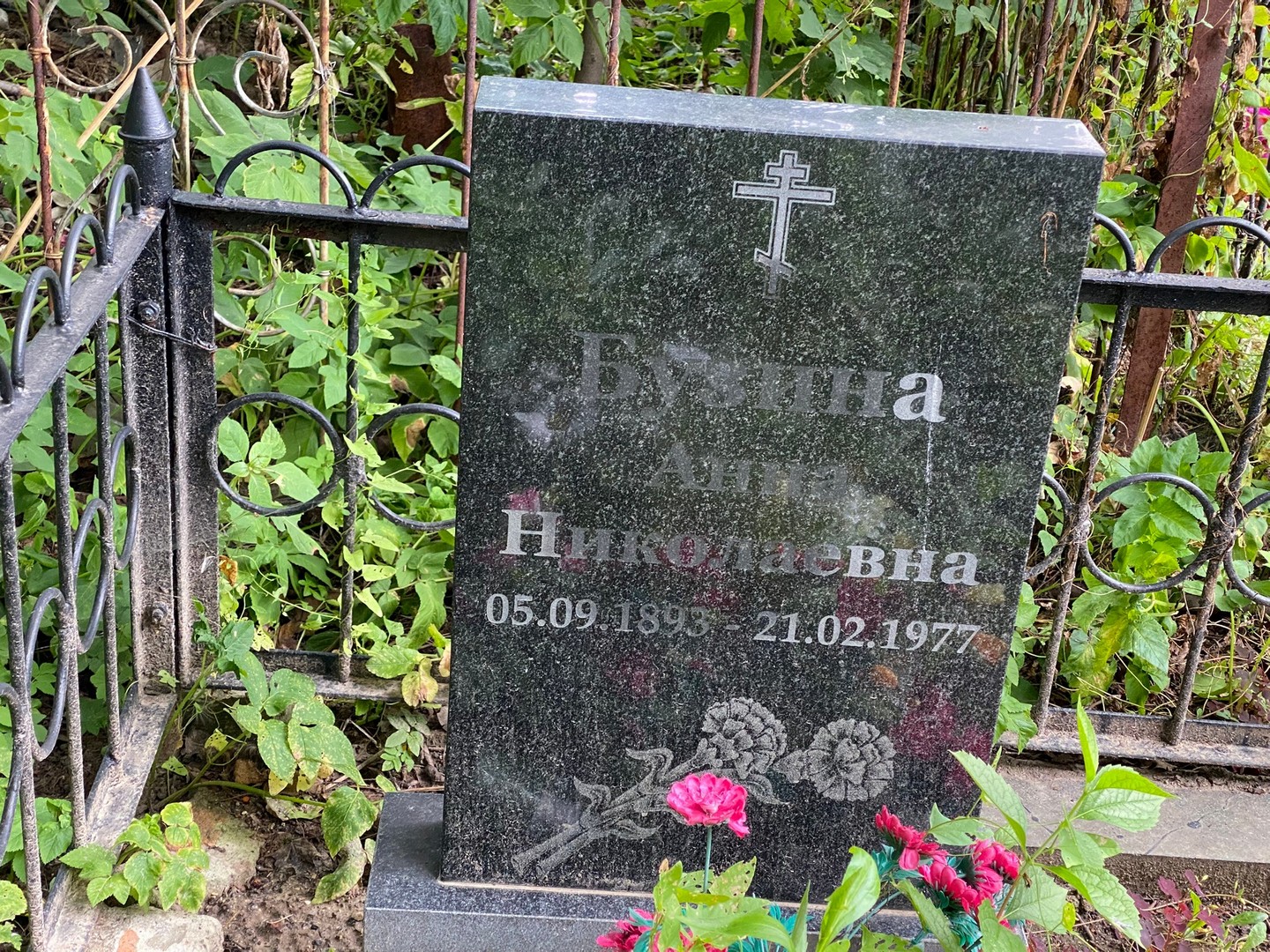 Бузина
