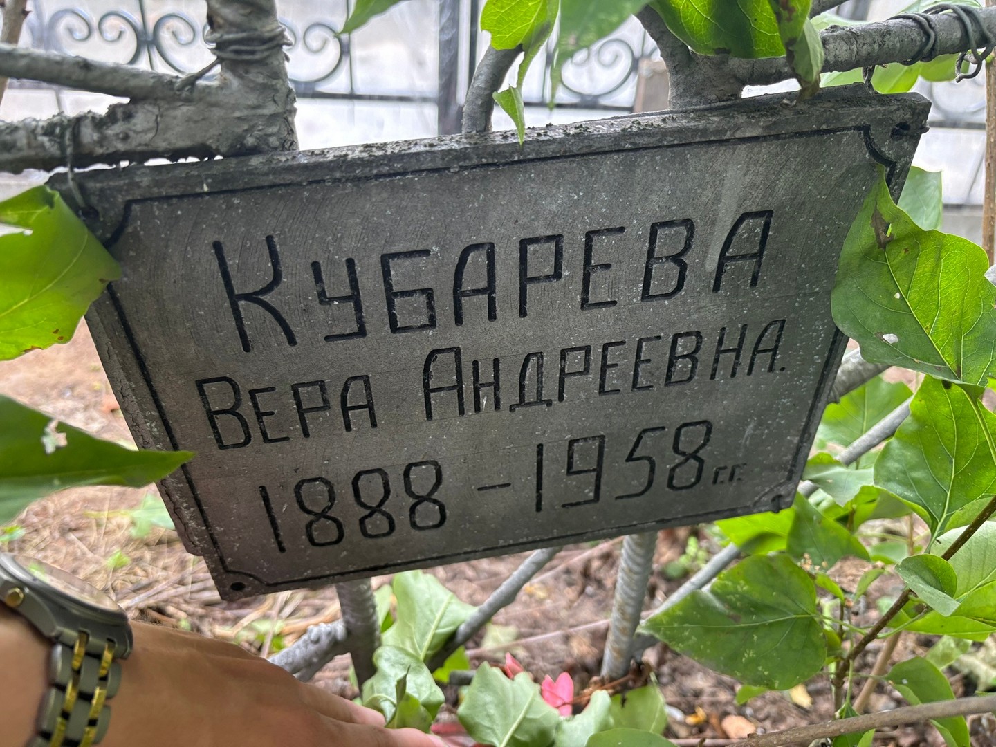 Кубарева