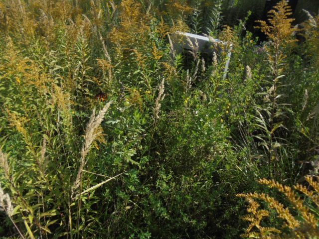 Матвеев Геннадий Николаевич
