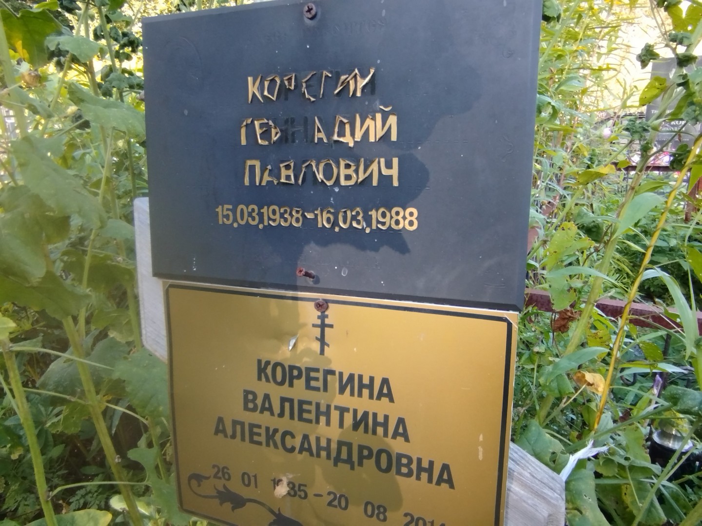 Корегин