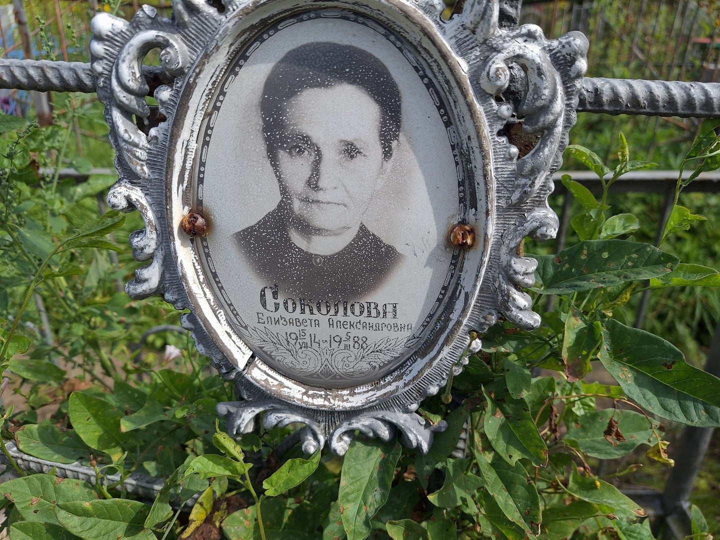 Соколова