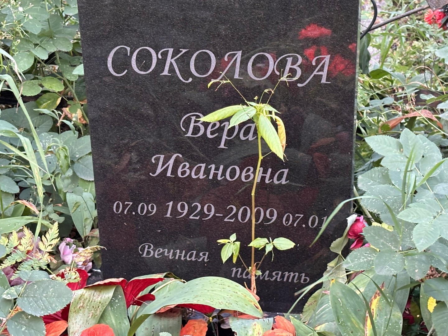 Соколова