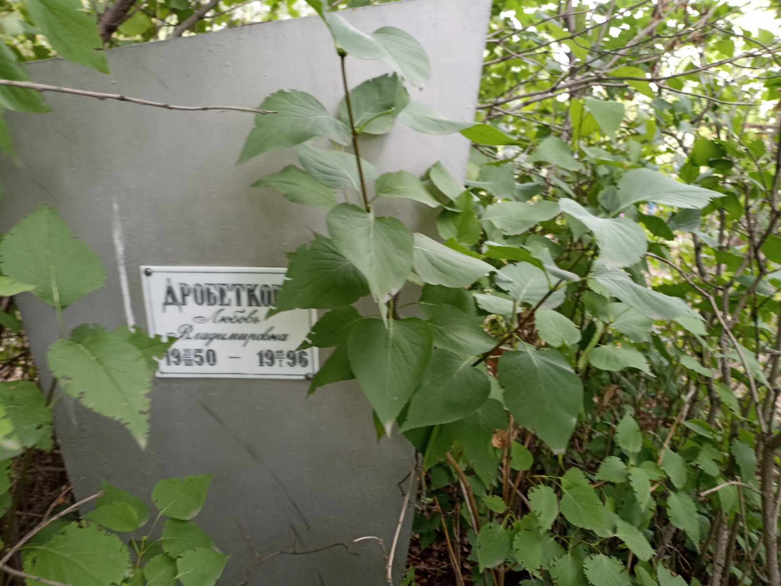 Дробеткова Любовь Владимировна