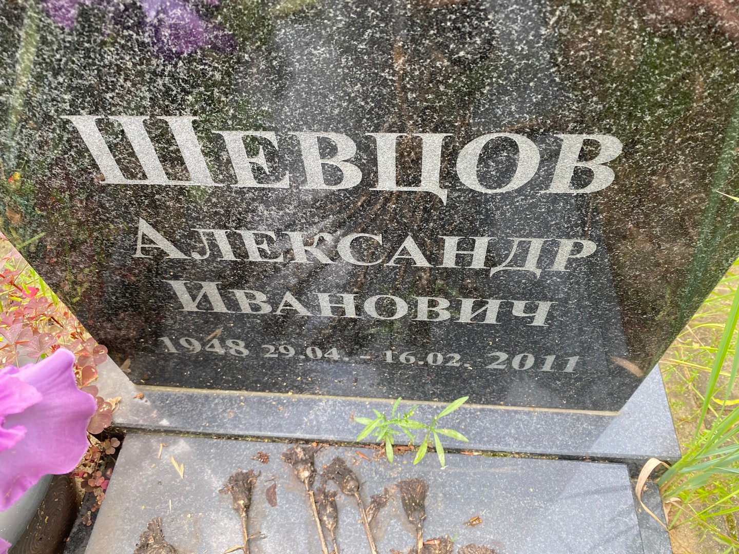 Шевцов