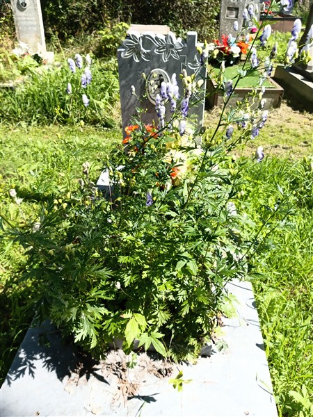 Яковлева Антонина Гавриловна