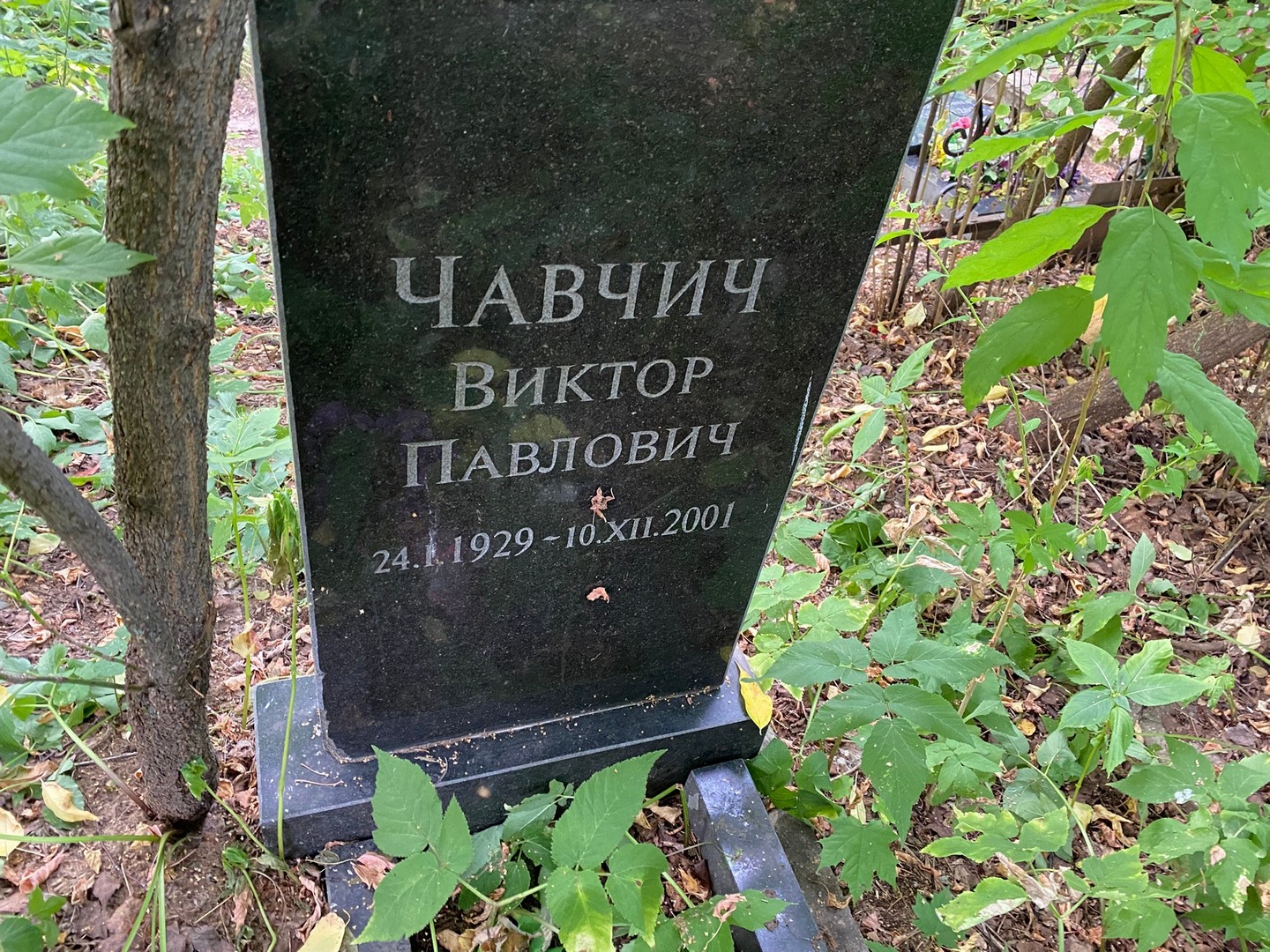Чавчич