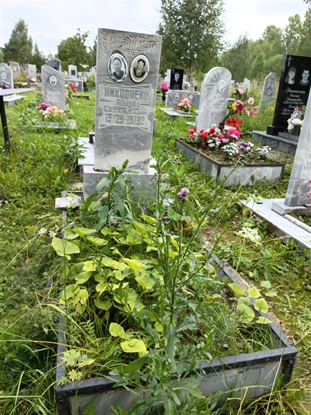 Николаева Анна Сергеевна