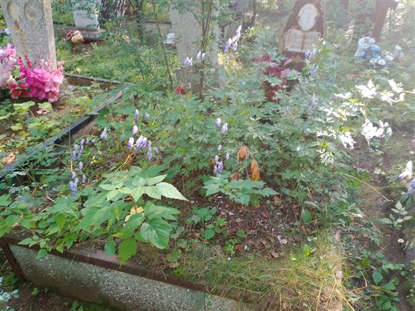 Арапова Евдокия Петровна