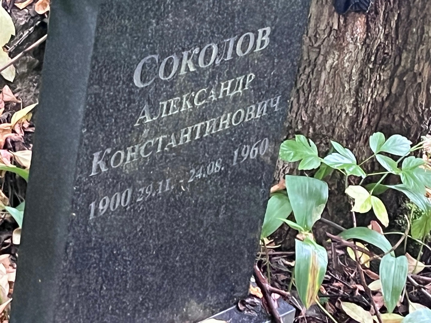Соколов