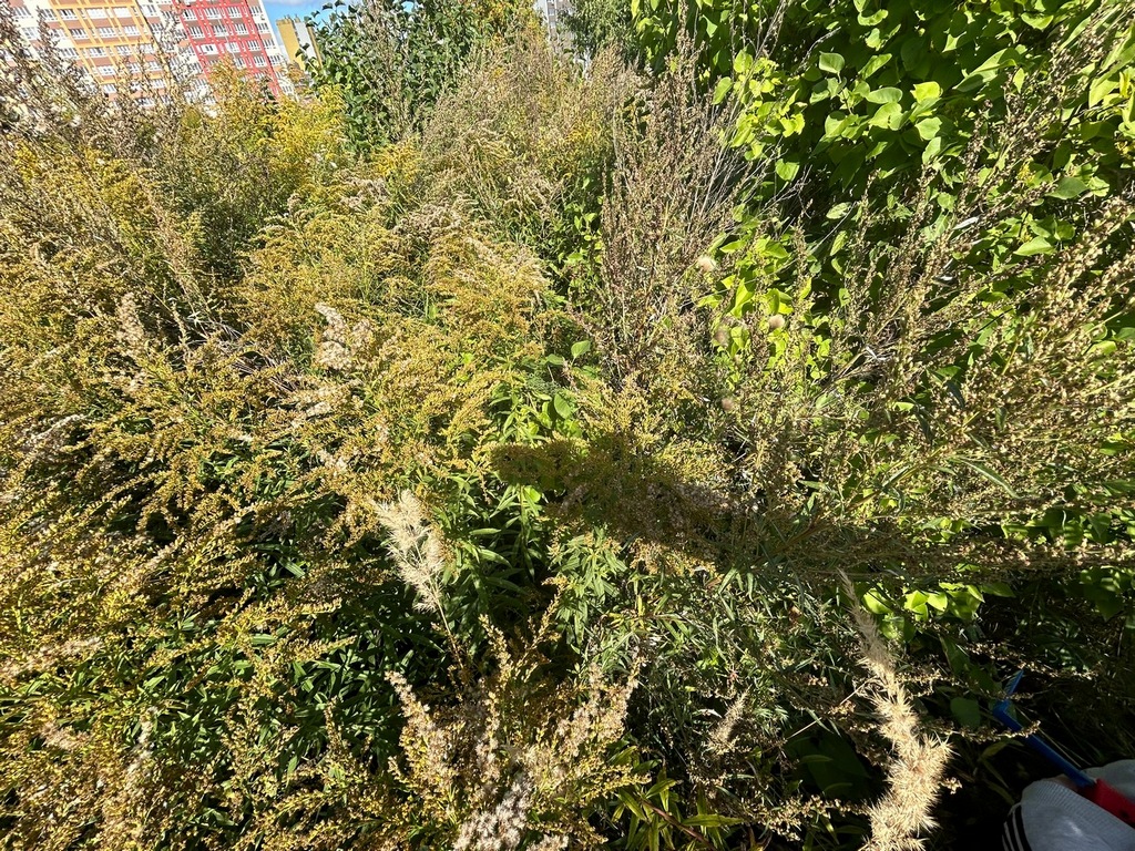 Карачевский Борис Дмитриевич