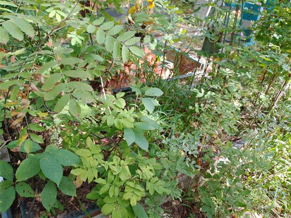 Пономарёв Виктор Павлович