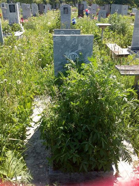 Павлов Александр Григорьевич