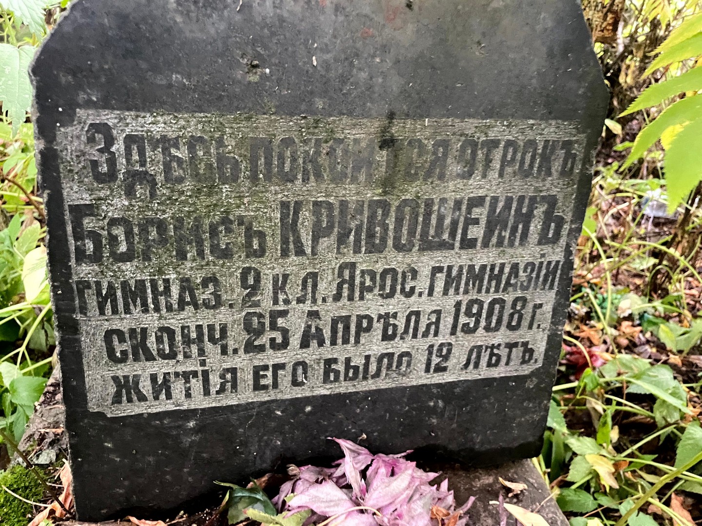 Кривошеин Кривошеин
