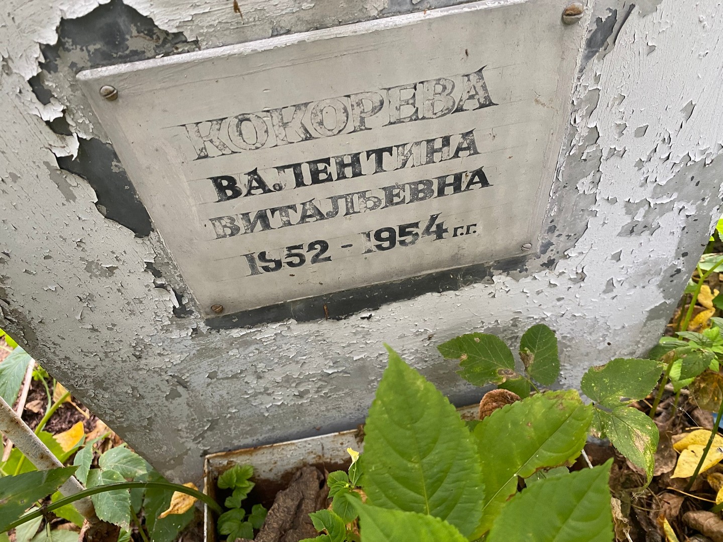 Кокорева