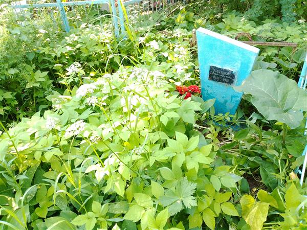 Деревянкина Фекла Абрамовна