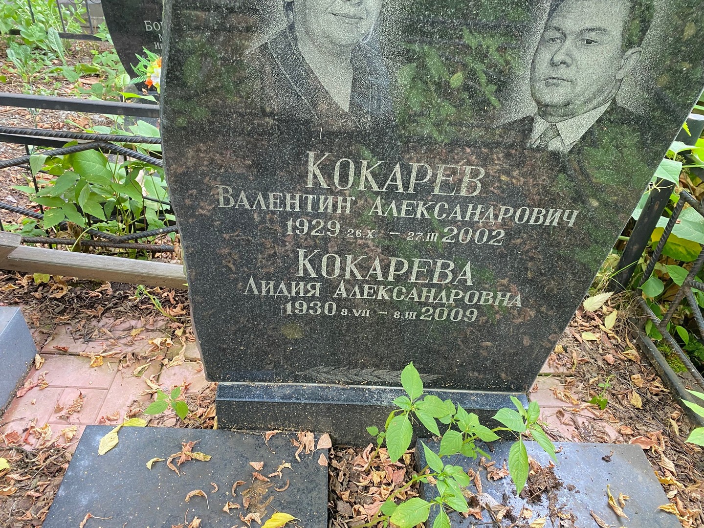 Кокарева