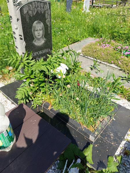 Сорокина Райля Авальевна