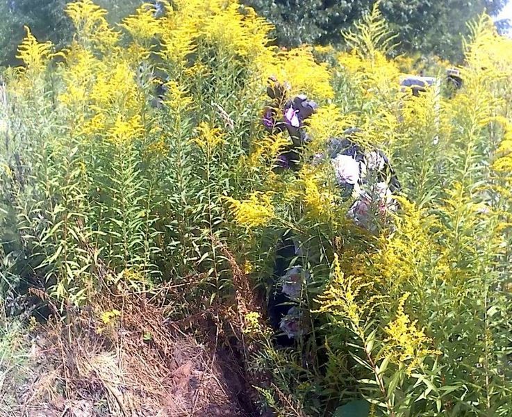 Шампарова Мария Михайловна