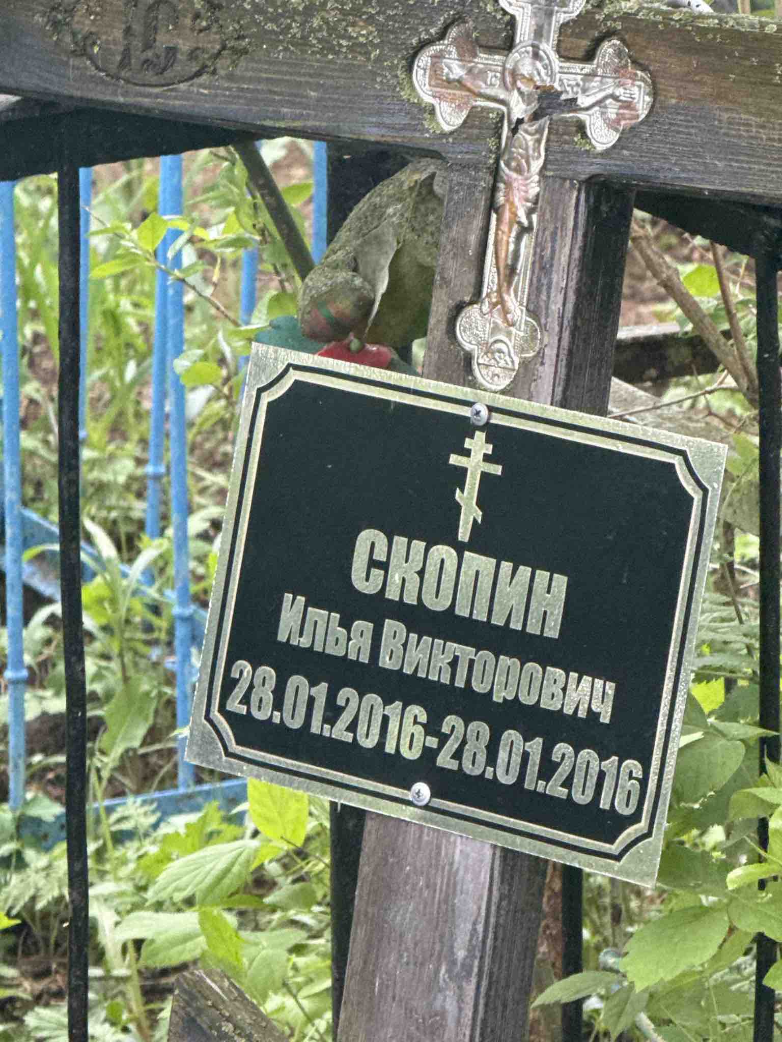 Скопин Илья Викторович