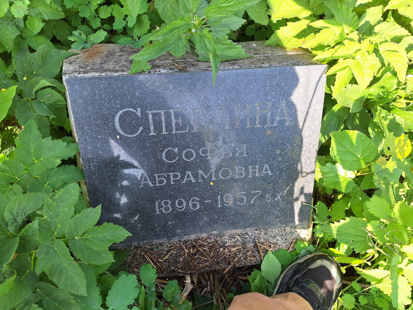 Софья Сперлина Абрамовна