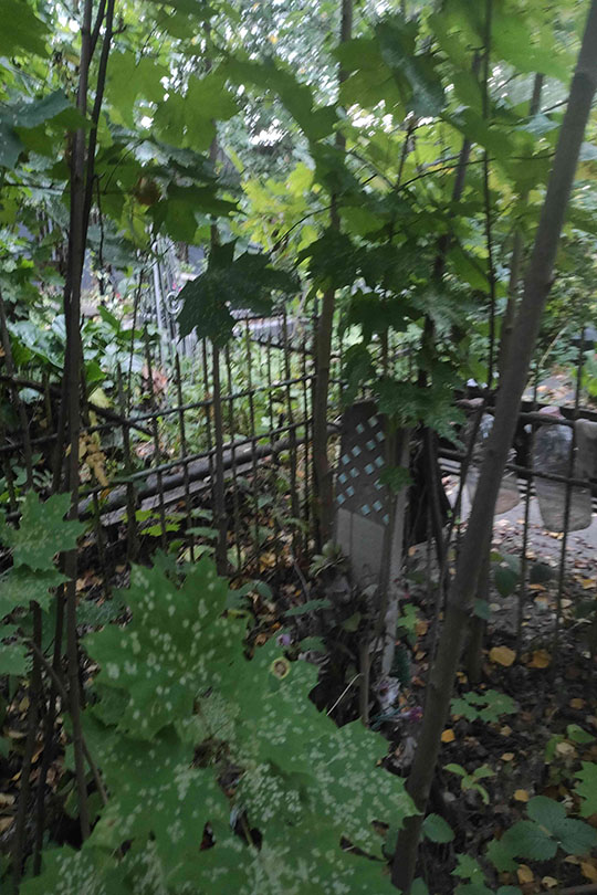 Кононов Николай Петрович