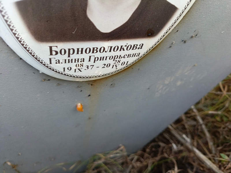 Борноволокова