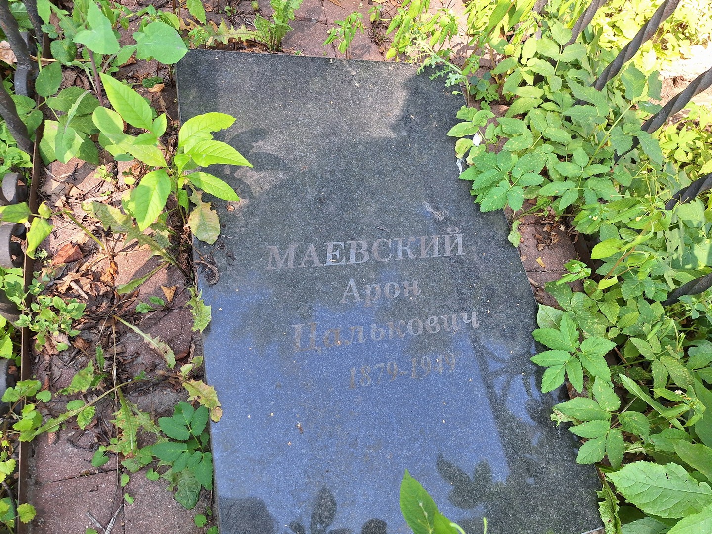 Арон Маевский Цалькович