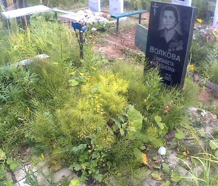 Волкова Елизавета Аркадьевна