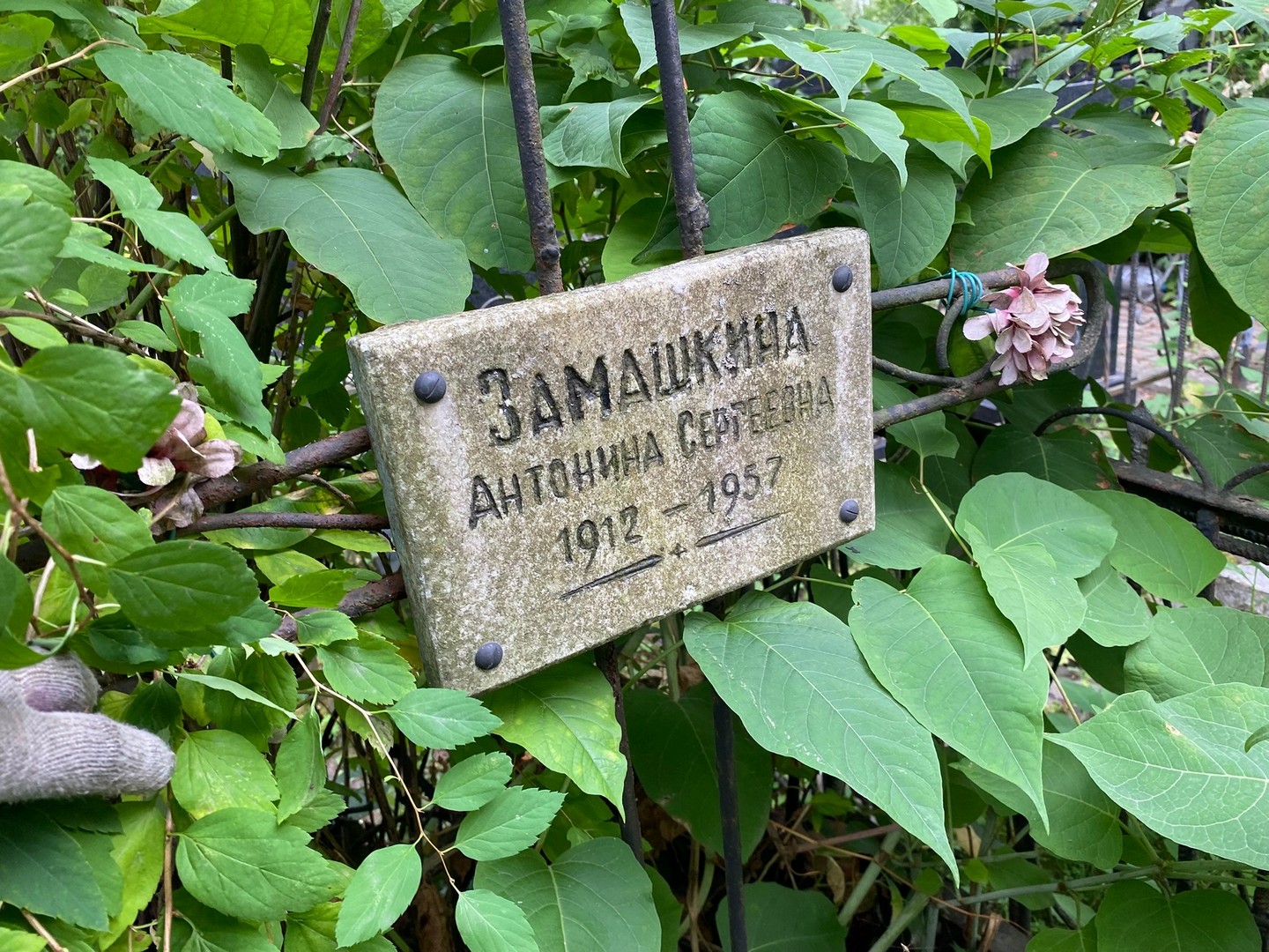 Замашкина Антонина Сергеевна